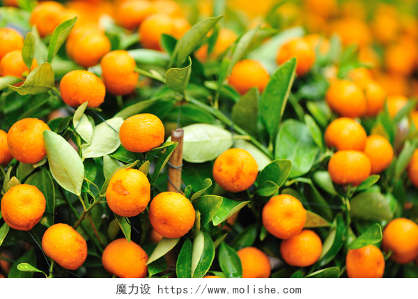结满橘子的桔子树树上的橘子